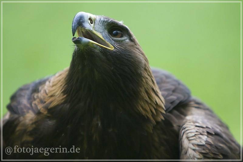 Der Adler