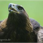 Der Adler