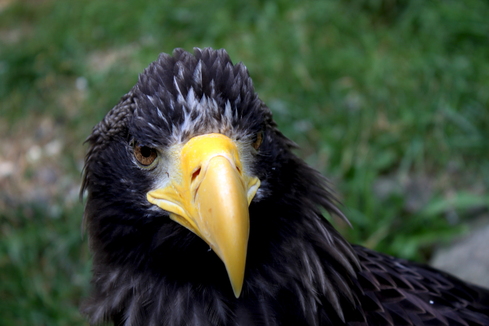 "der Adler, der weiß was er will!"