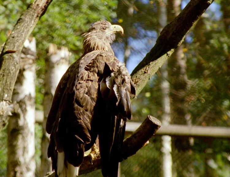 Der Adler im Käfig