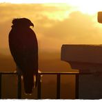 Der Adler in Arcos