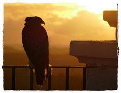 Der Adler in Arcos