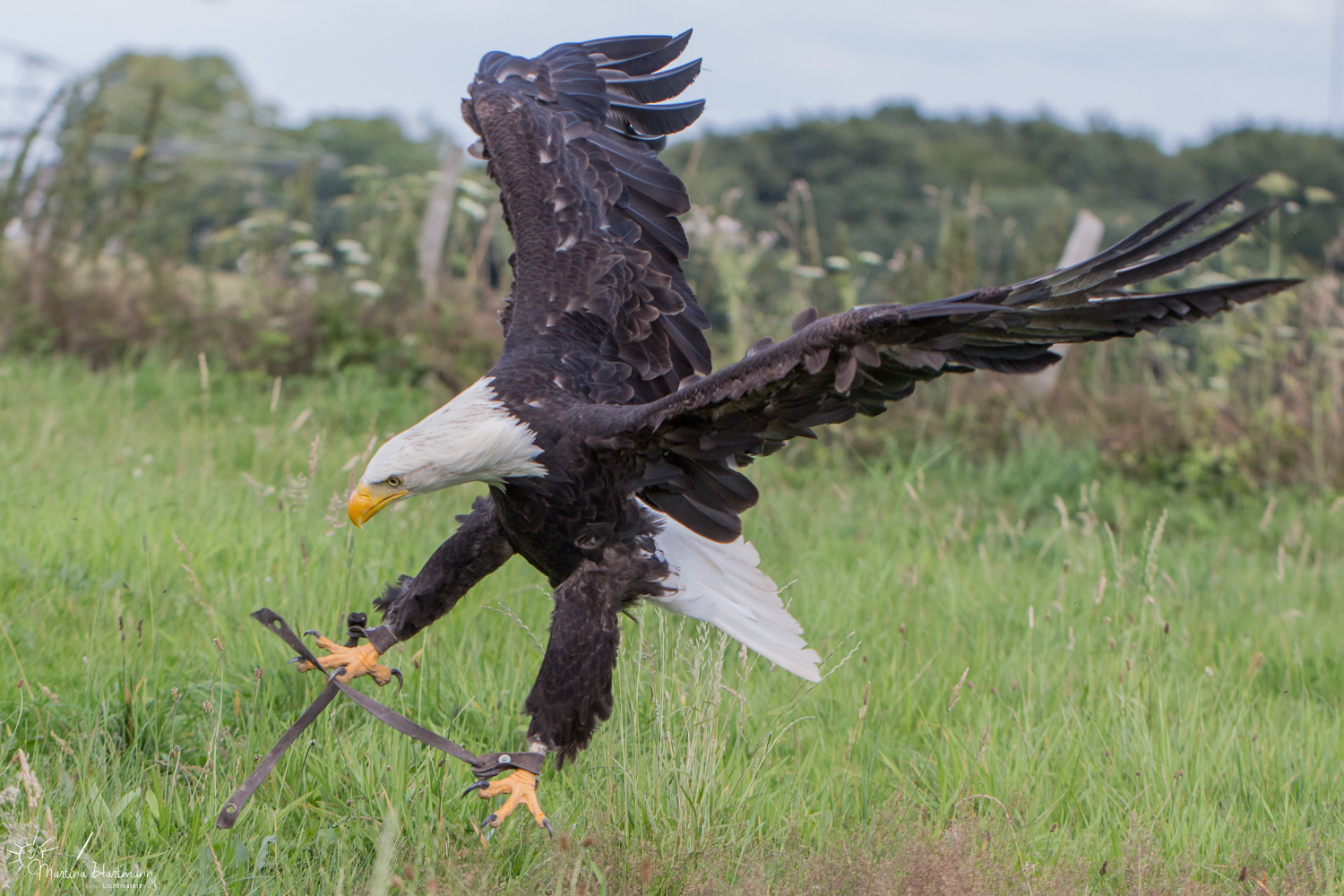 Der Adler ist (fast) gelandet...