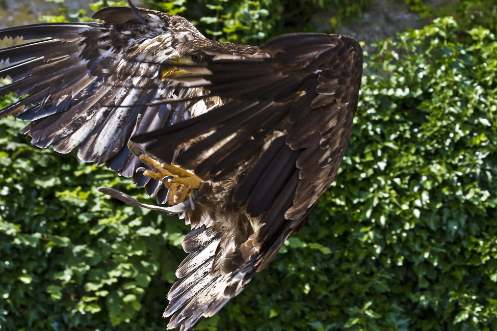 Der Adler ist (fast) gelandet