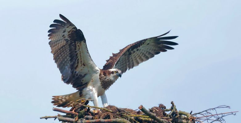 DER ADLER IST GELANDET