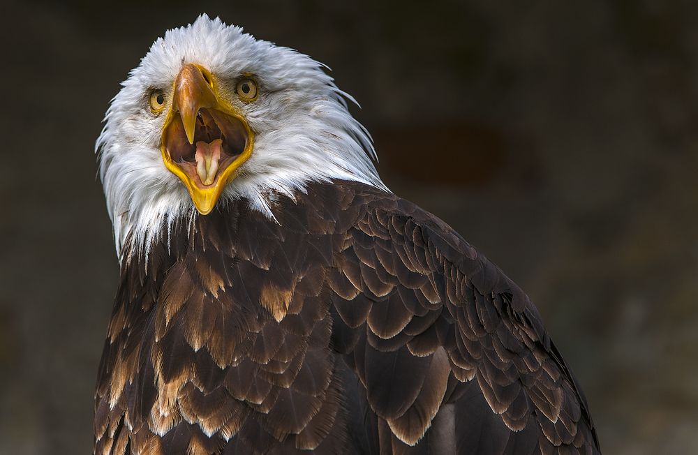 Der Adler ist gelandet... Foto &