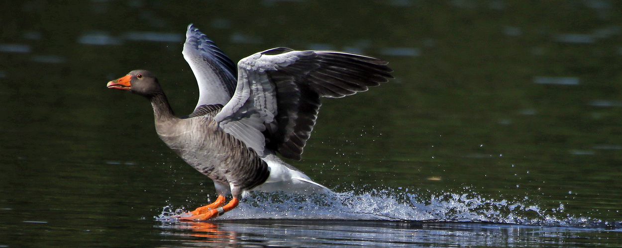 Der Adler ist gelandet