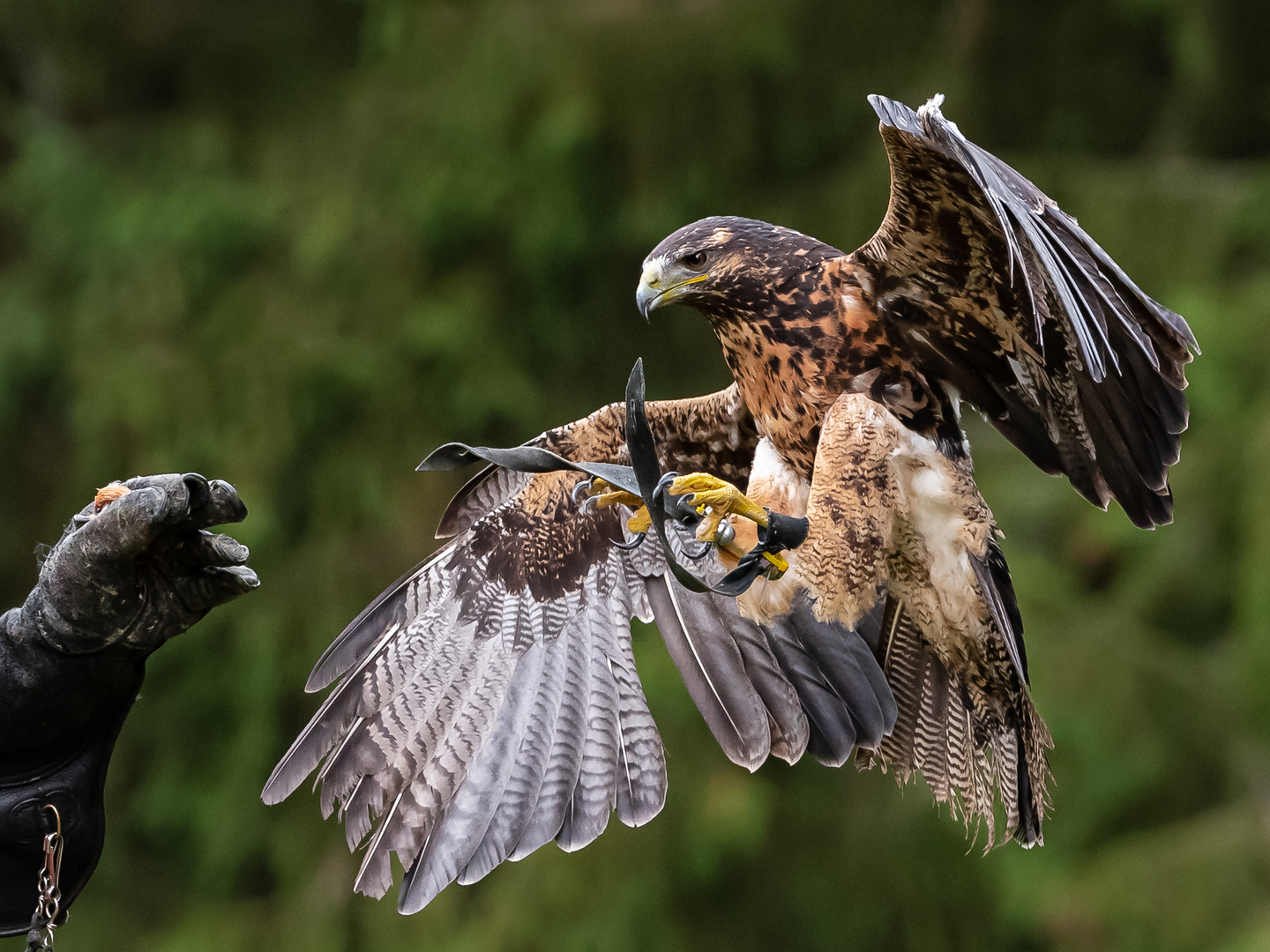 Der Adler ist gelandet