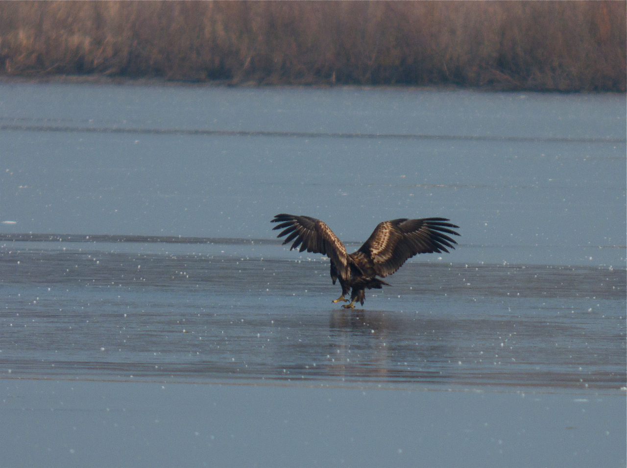 DER ADLER IST GELANDET !