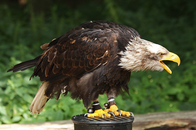 Der Adler ist gelandet!