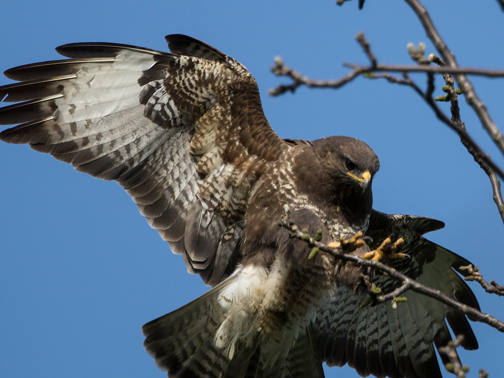 Der Adler ist gelandet? Der Bussard jedenfalls auch...