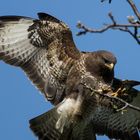 Der Adler ist gelandet? Der Bussard jedenfalls auch...