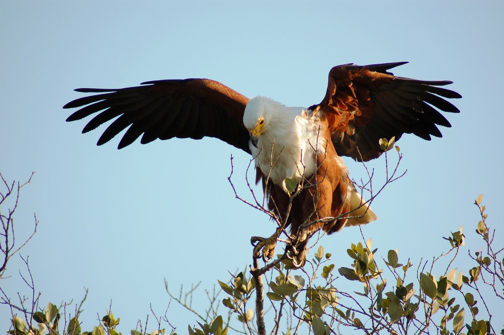 Der Adler landet