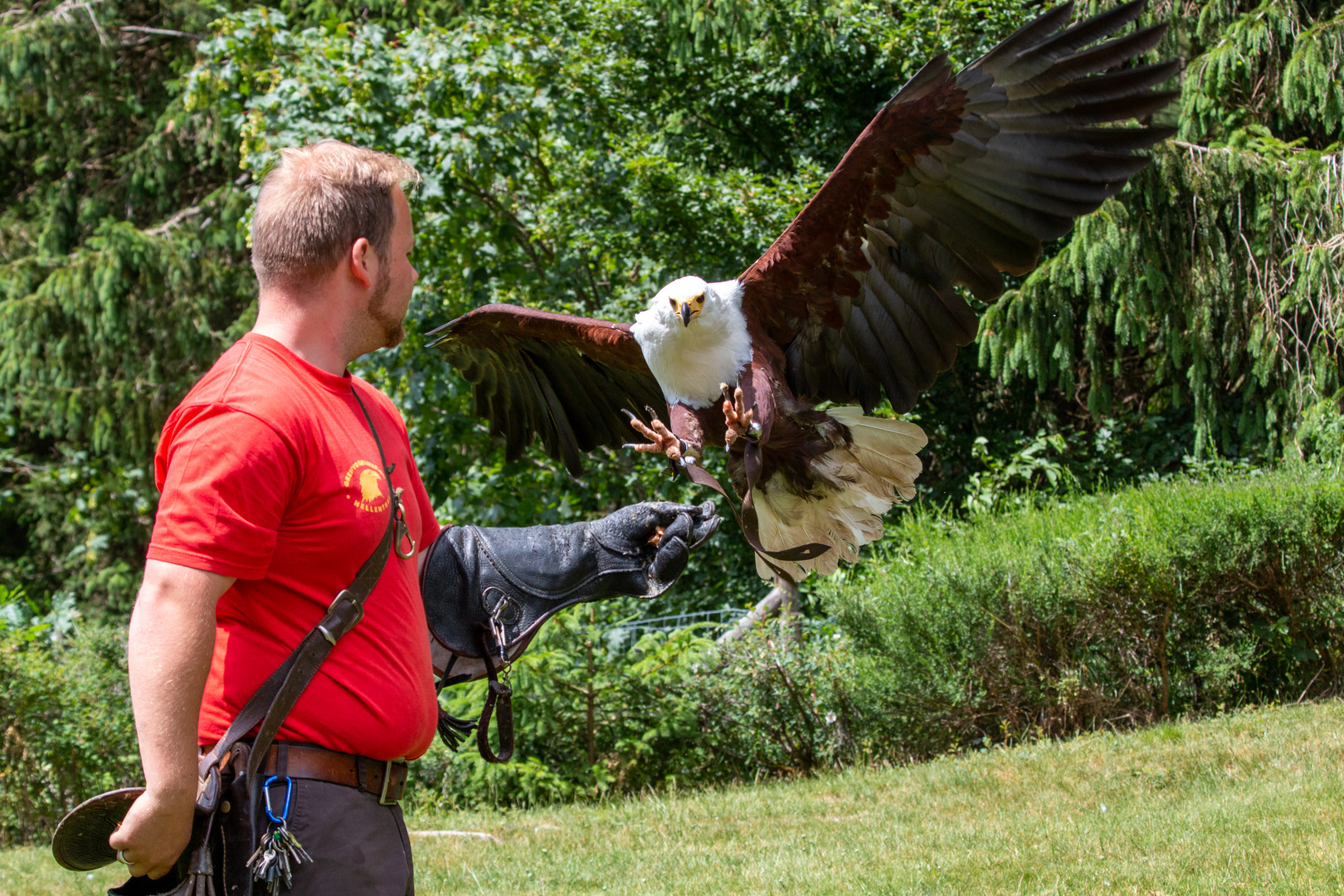 Der Adler landet