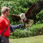 Der Adler landet