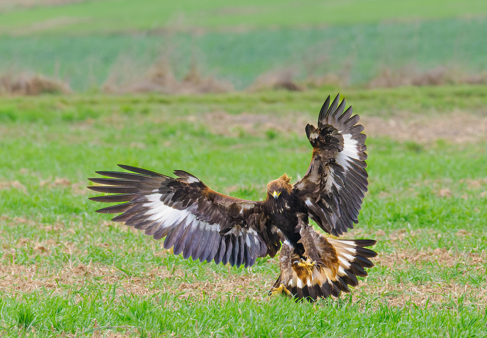 Der Adler landet...