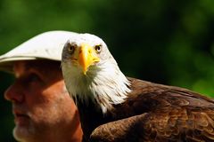 der Adler mit seinem Falkner