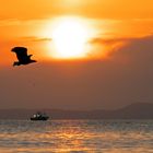 Der Adler-Morgen