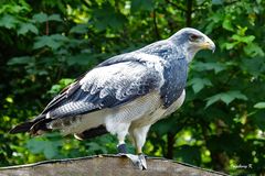 Der Adler nach seinem Rundflug machte Pause auf dem Dach 