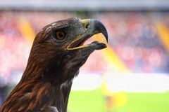 Der Adler siegt wieder