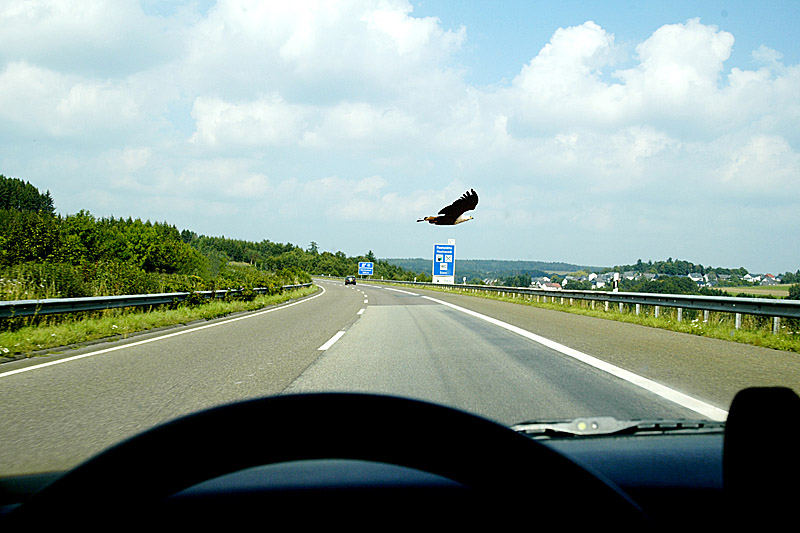 der adler überwacht die spritpreise - alone