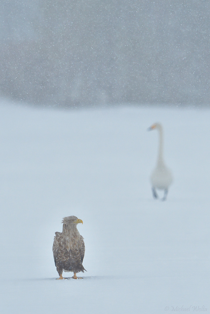 Der Adler und der Schwan