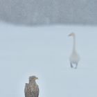 Der Adler und der Schwan