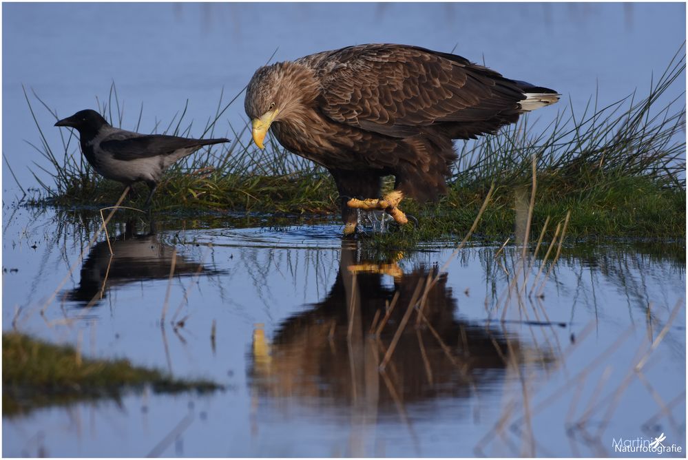 Der Adler und die Krähe