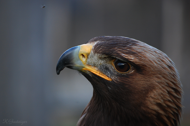 der adler und die mücke