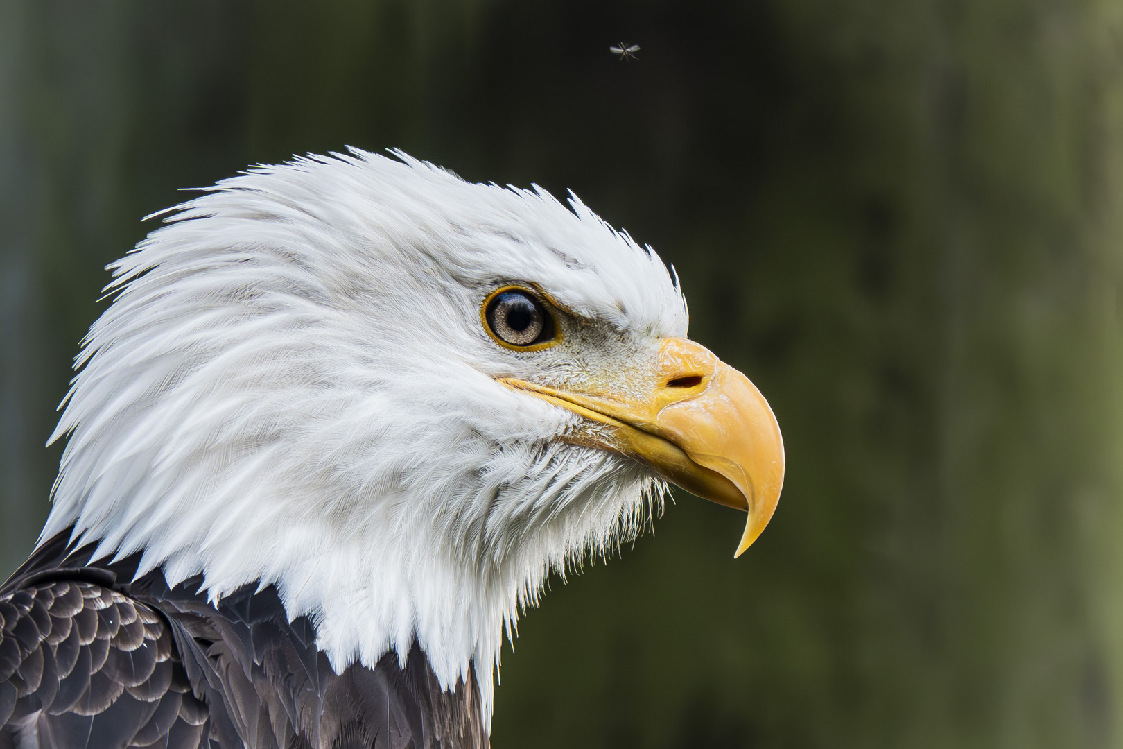 Der Adler und die Mücke 