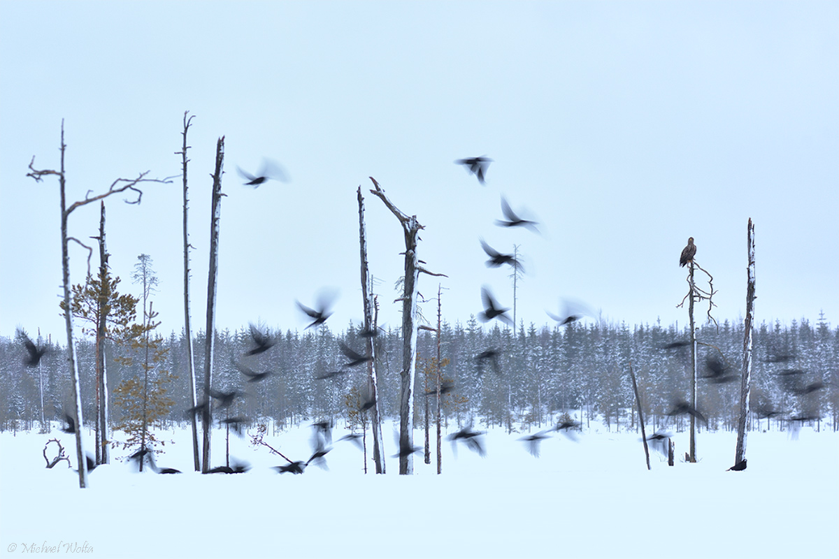 Der Adler und die Raben Foto & Bild tiere, wildlife, wildlife luder