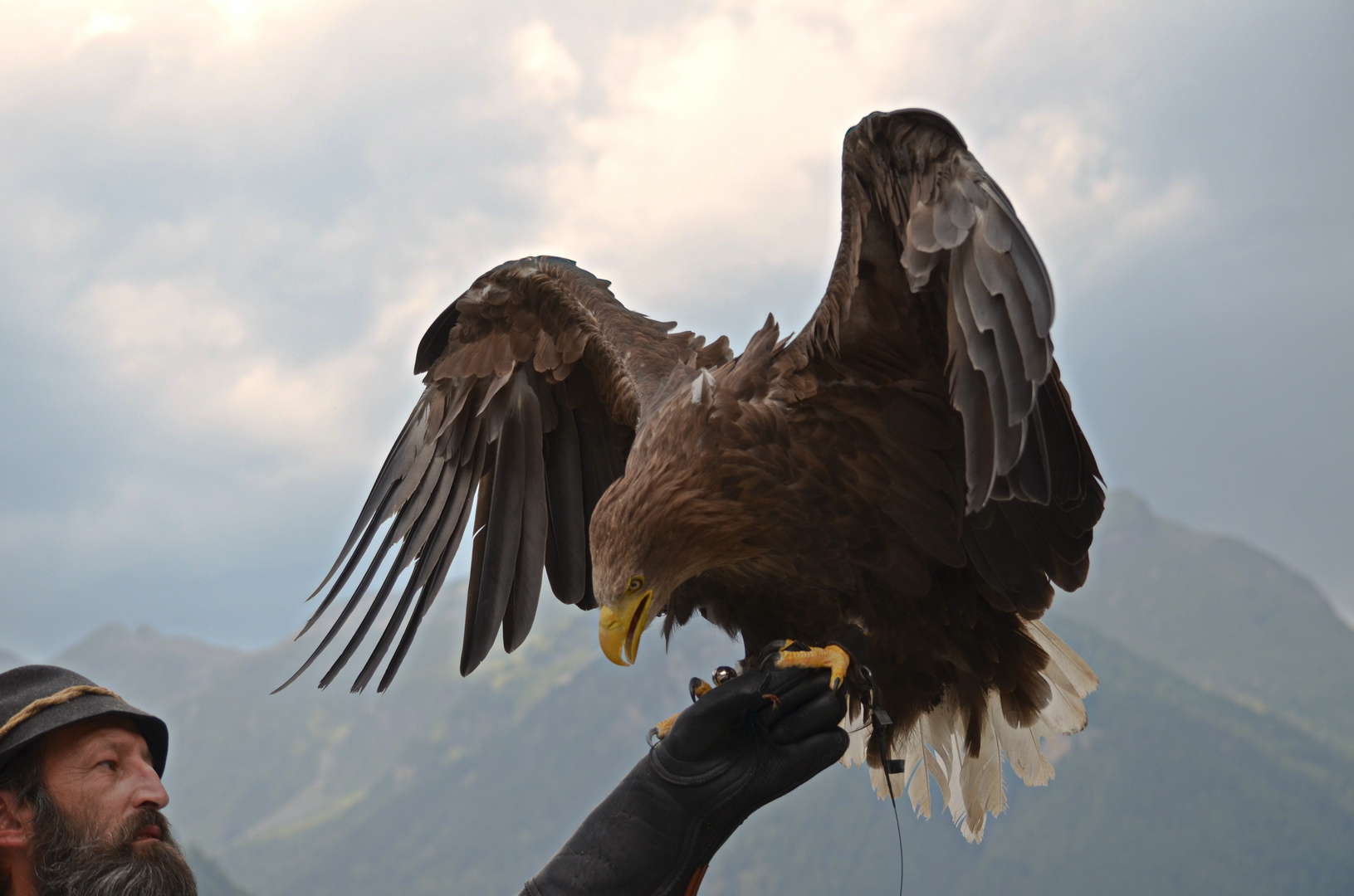 Der Adler und sein Falkner vor den Ötztaler Alpen (Greifvogelpark Umhausen)