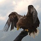 Der Adler und sein Falkner vor den Ötztaler Alpen (Greifvogelpark Umhausen)