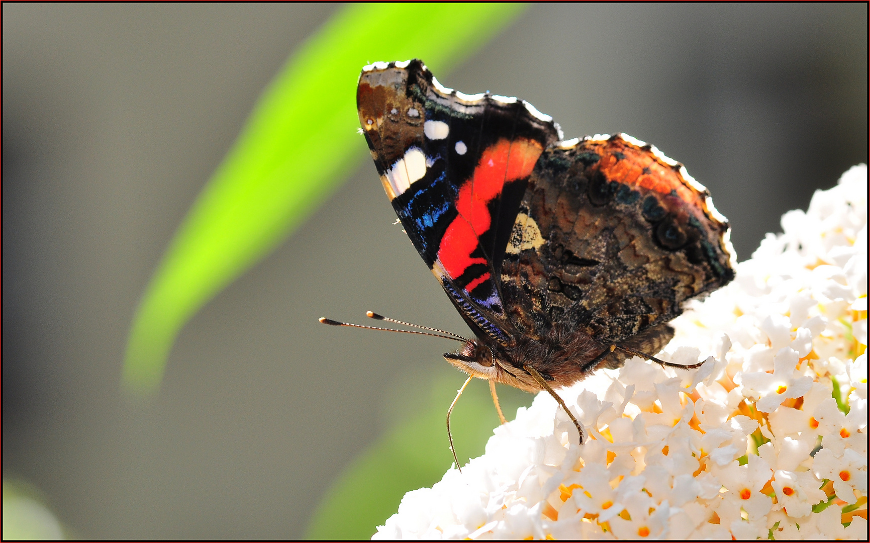Der Admiral..... Foto & Bild sommer, makro, natur Bilder auf