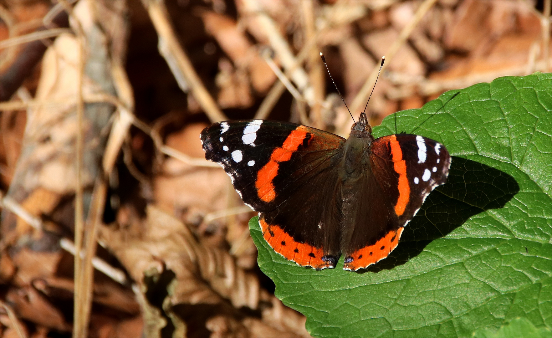 ° Der Admiral ° Foto & Bild sommer, wiese, natur Bilder auf