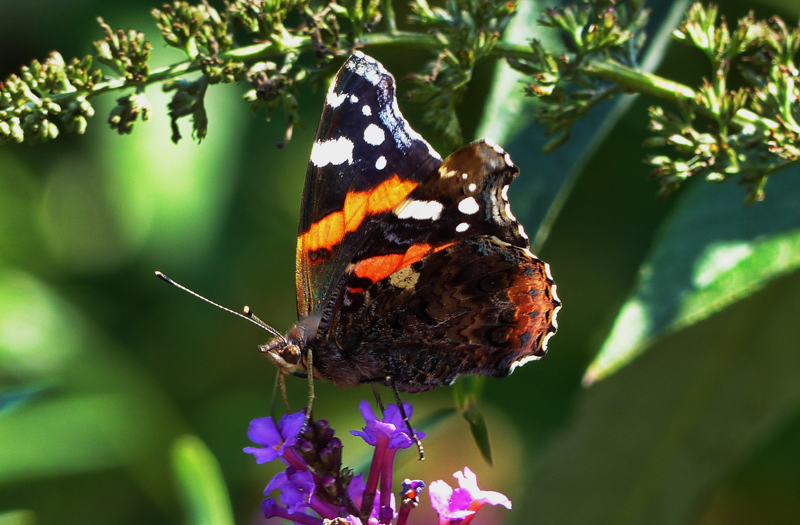 Der Admiral Foto & Bild youth, sommer, natur Bilder auf
