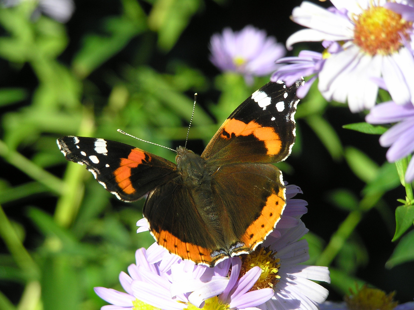 der Admiral Foto & Bild natur, tiere, jahreszeiten Bilder auf