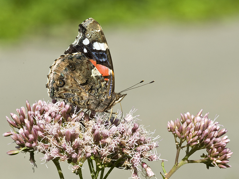 Der Admiral