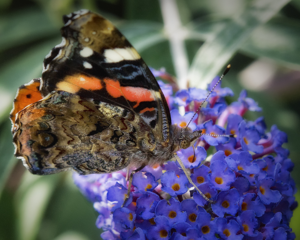 Der Admiral am Sommerflieder