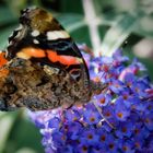 Der Admiral am Sommerflieder