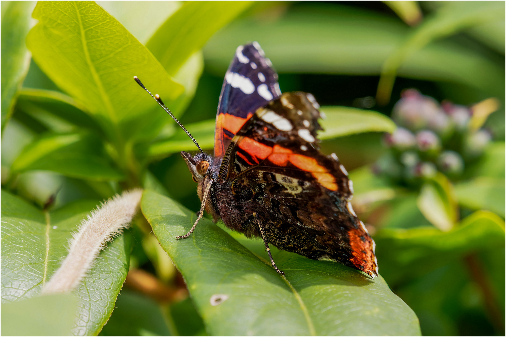 der Admiral auf dem Blatte saß  .....