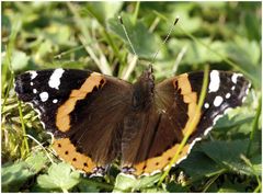 der Admiral auf der Wiese