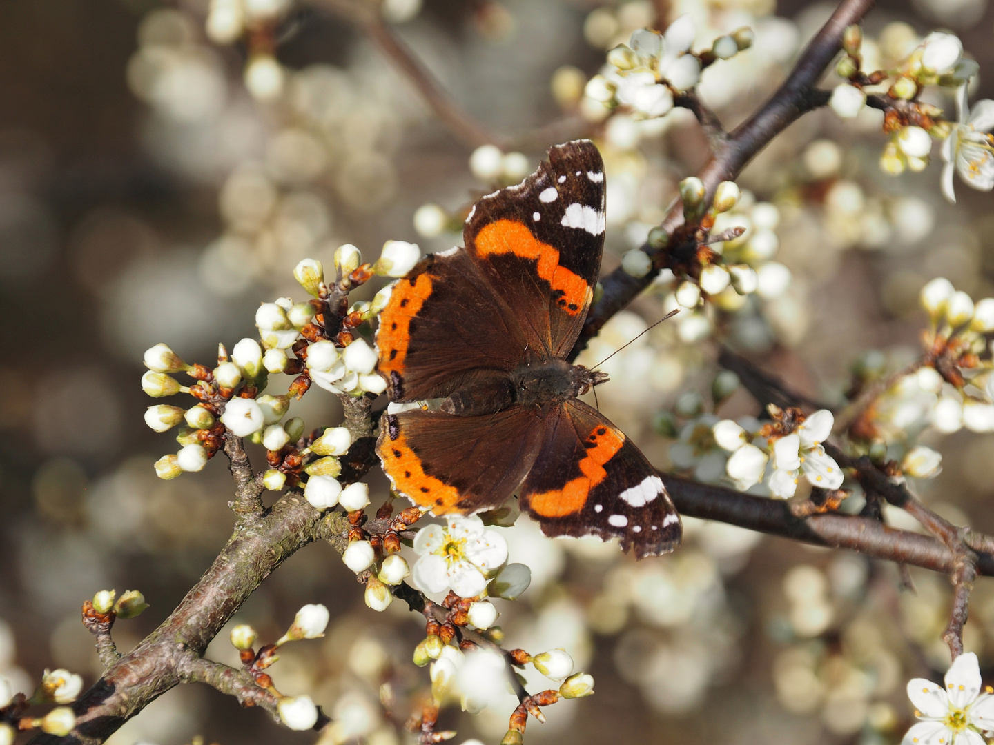 Der Admiral Foto & Bild makro, frühling, natur Bilder auf