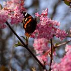 Der Admiral begrüßt den Frühling