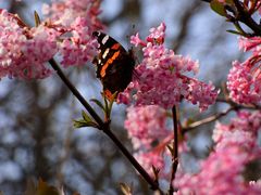 Der Admiral begrüßt den Frühling