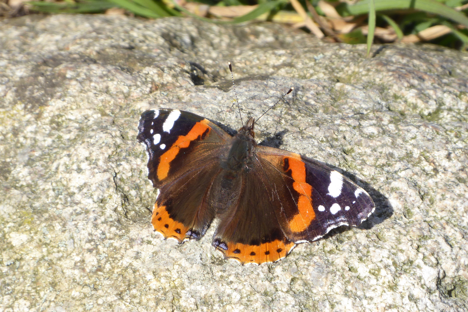 Der Admiral beim Sonnenbad