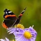 Der Admiral besuchte Anfang Oktober die Astern