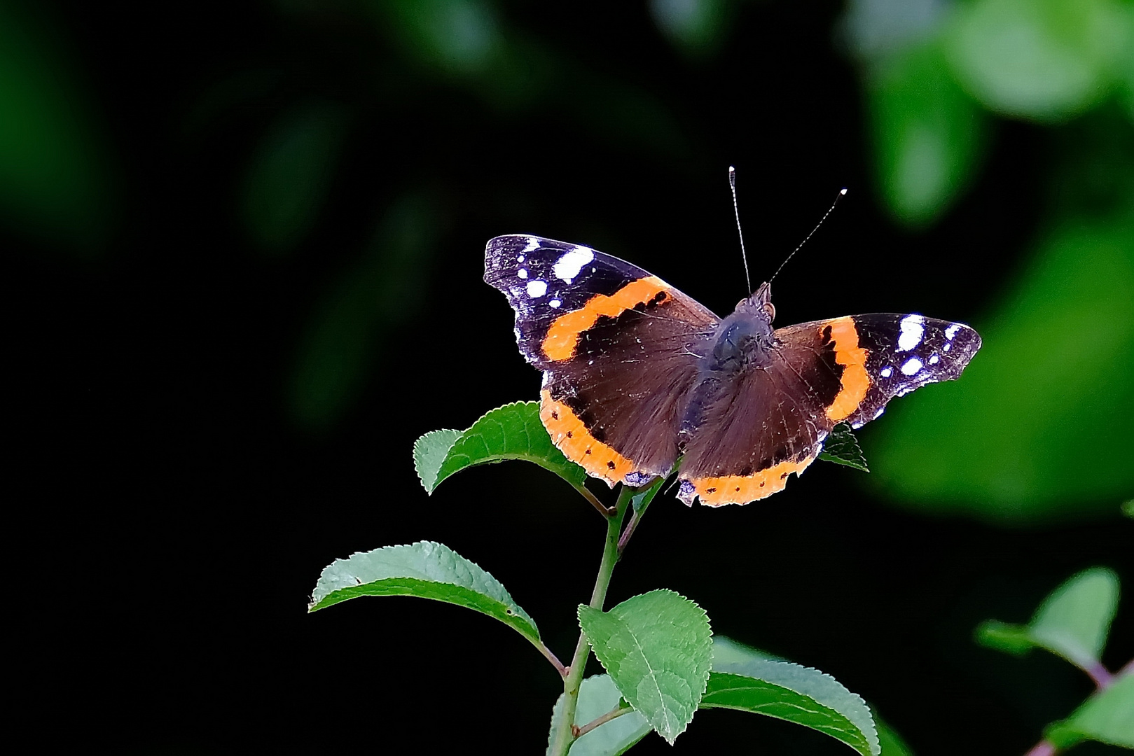 Der Admiral Foto & Bild nahaufnahmen , natur, pflanzen Bilder auf