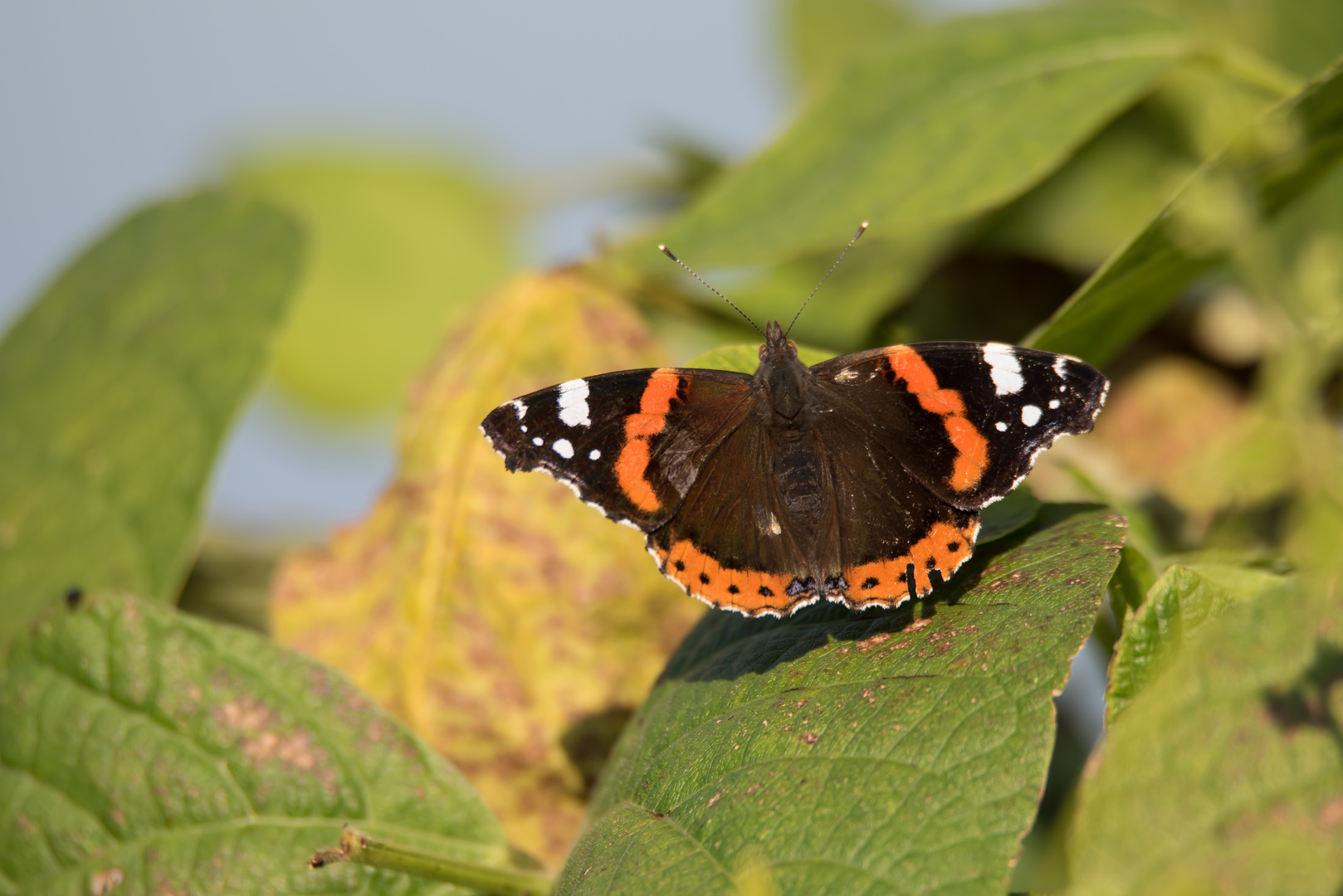 Der Admiral Foto & Bild nature, himmel, natur Bilder auf