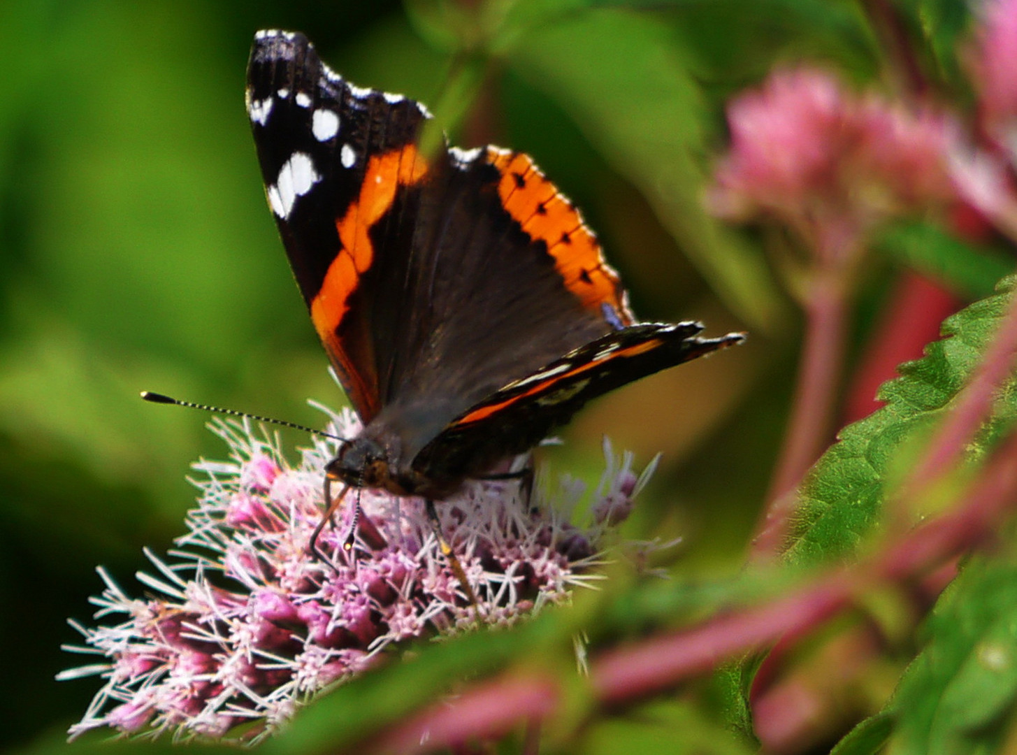 Der Admiral Foto & Bild tiere, jahreszeiten, natur Bilder auf